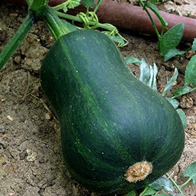 Organic Zucchini