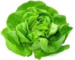 Organic Lettuce